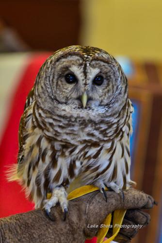 EagleDays2017 301-2.jpg