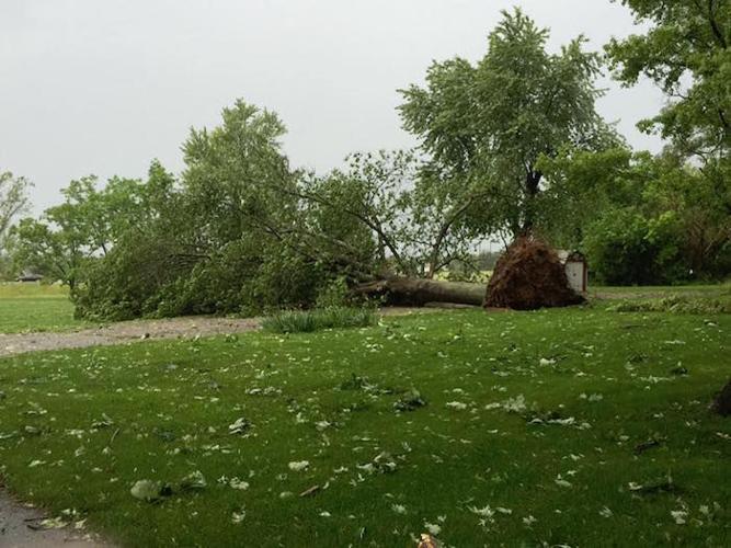 Tree Downed By Storms