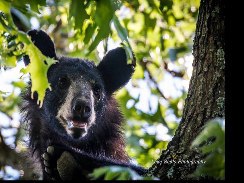 Nearly 250 Black Bear Sightings Reported To Missouri Conservation