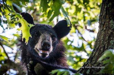 Missouri Black Bear