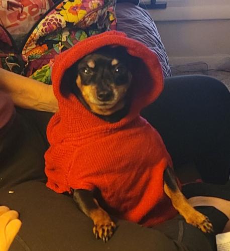 Colt - Hymes dog.jpg