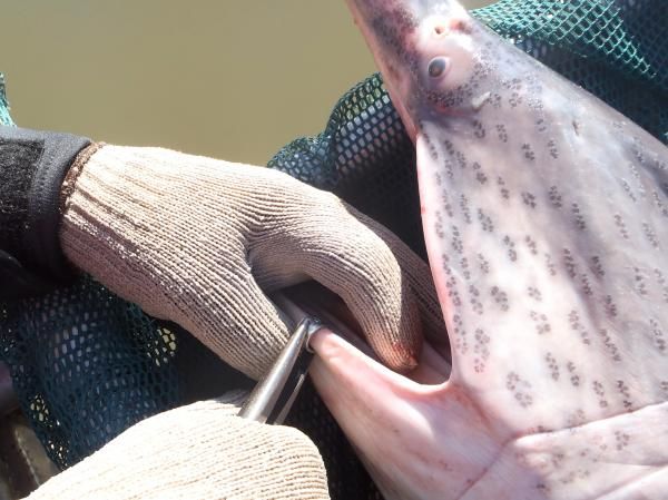 Wildlife Code of Missouri sees changes regarding paddlefish