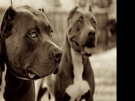 sunrise police chief shoots pit bull