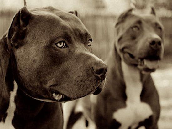 sunrise police chief shoots pit bull