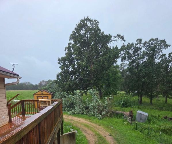 Downed Tree - 7-4-26 - Cindy Wilber.jpg