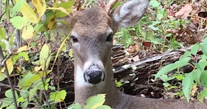 No Feeding Deer In Camden County: Conservation Dept. Cracks Down To ...