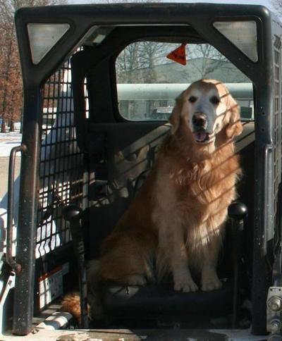 Golden Retriever Donates 40 000 To S T A F F Animal Shelter Lake Of The Ozarks News Lakeexpo Com