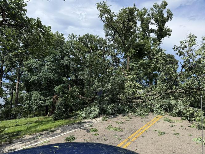Downed Tree - 7-4-26 - Angie Troutman.jpg