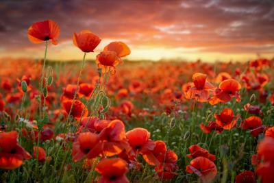 Field of Poppies at sunset