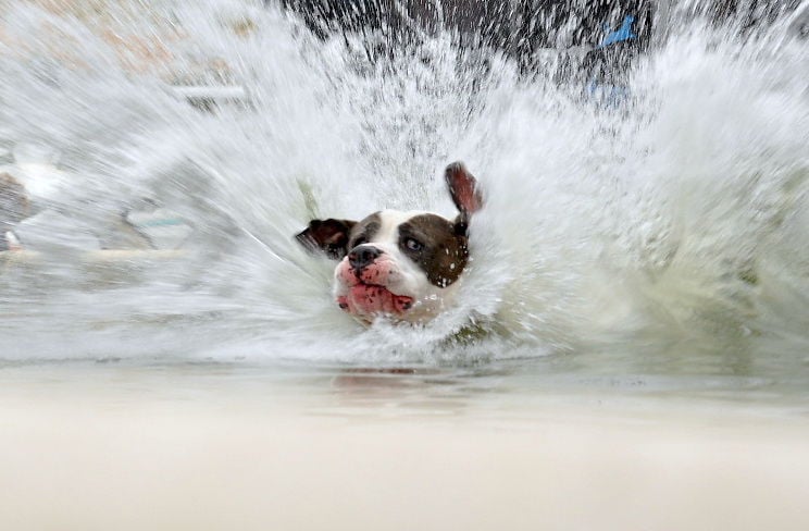 Splashdown! Canine Cannonball at Dog Days