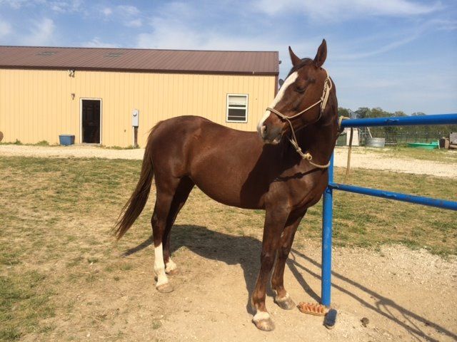 aspca horse adoption