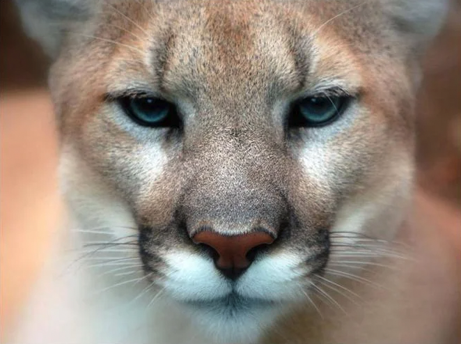 Mountain Lion Head-On