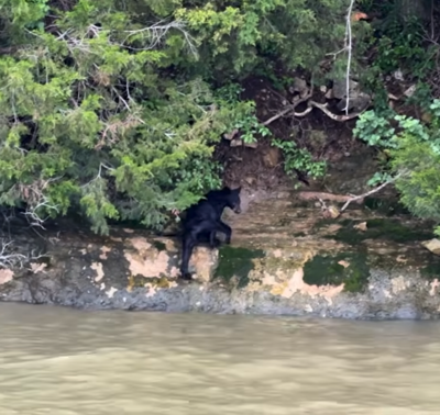Screenshot - swimming black bear - LakeTV
