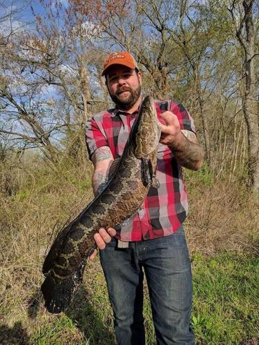 Snakehead Caught in Maryland Chesapeake Bay Watershed