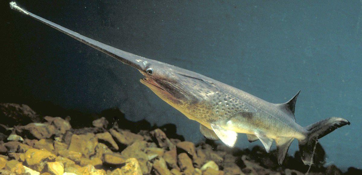 Ready To Catch Prehistoric Fish? 'Spoonbill' Snagging Season