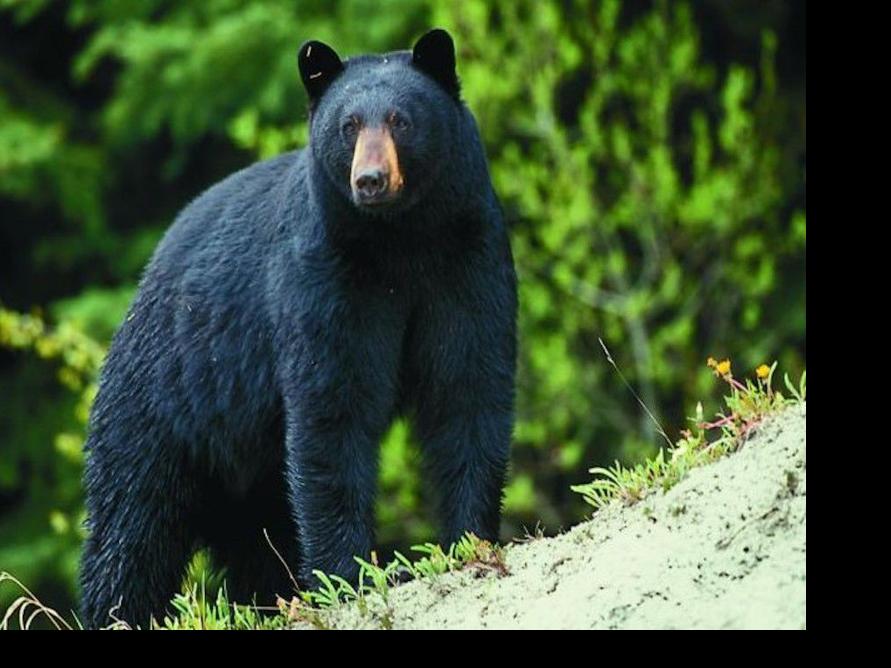 Missouri Black Bear Hunting Could Begin In 21 Here S What It Would Look Like Lake Of The Ozarks News Lakeexpo Com