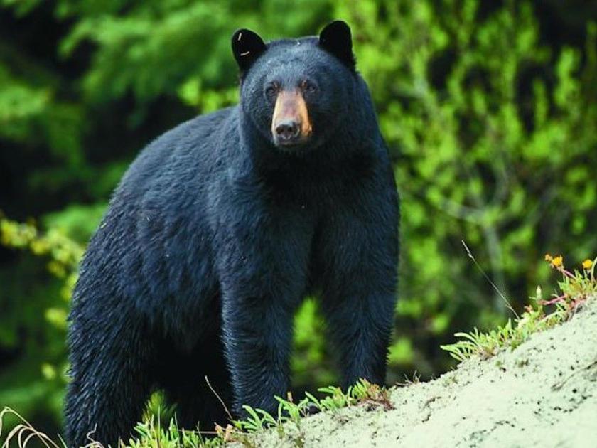 Missouri Black Bear Hunting Could Begin In 21 Here S What It Would Look Like Lake Of The Ozarks News Lakeexpo Com Missouri Black Bear Hunting Could Begin In 21 Here S What It Would Look Like Lake Of The Ozarks News Lakeexpo Com