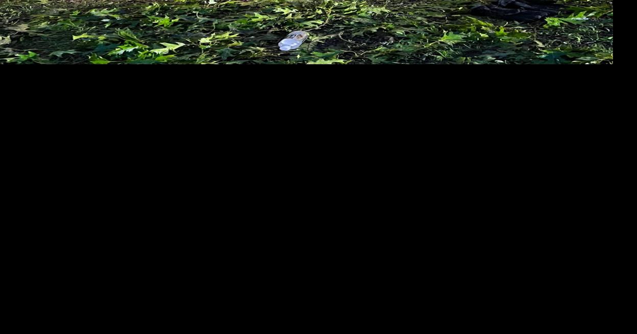 Multiple People Trapped, Two Injured When Tree Falls On RV In Lake Of ...
