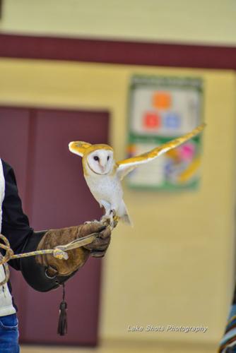 EagleDays2017 350.jpg