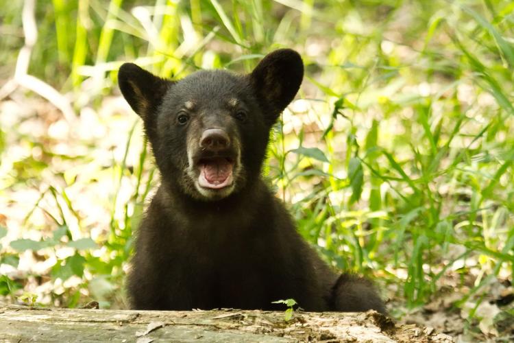 Black Bear Cub