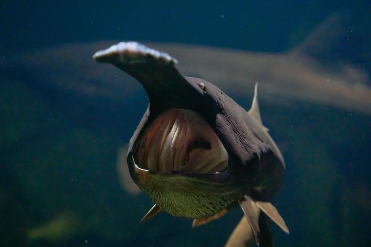 Paddlefish season to begin March 15 in Missouri - KBSI Fox 23 Cape  Girardeau News