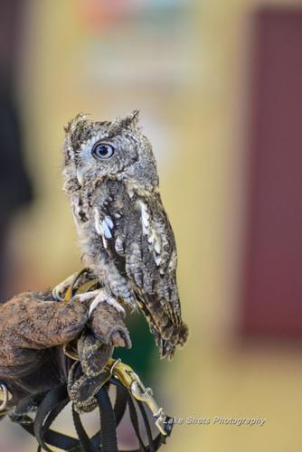 EagleDays2017 360.jpg