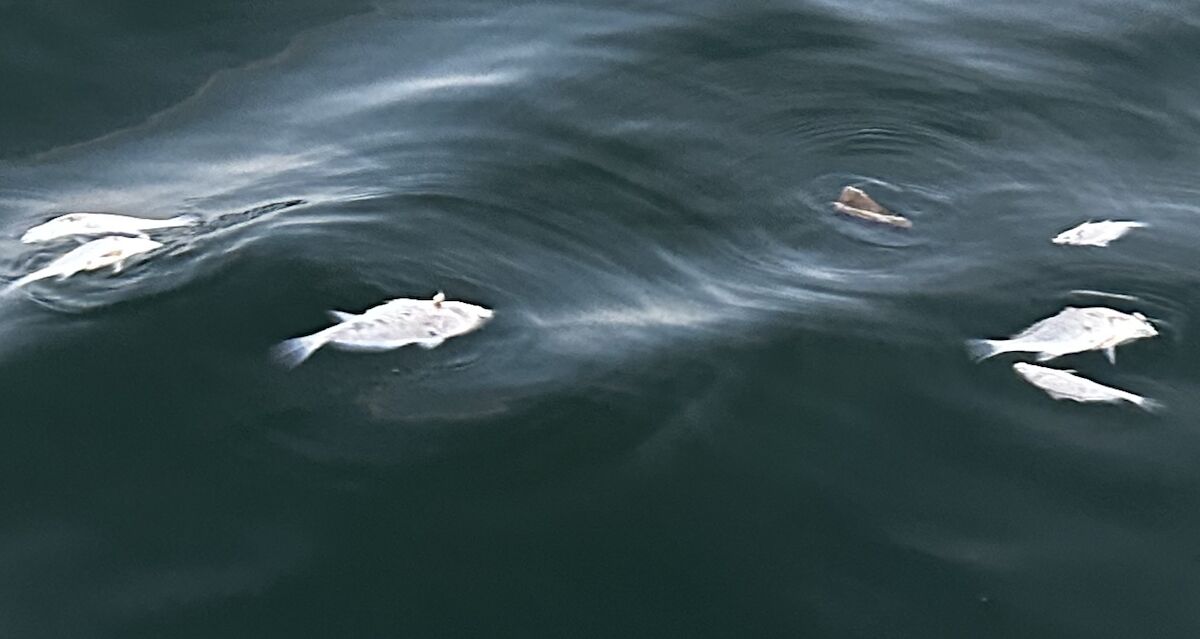 What's With All The Dead Fish At Lake Of The Ozarks? Here's What