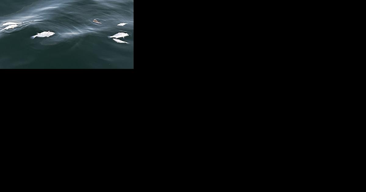 What's With All The Dead Fish At Lake Of The Ozarks? Here's What Scientists Say Is Happening - Vimarsana News