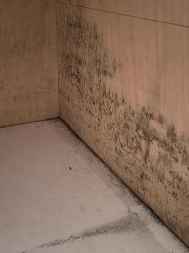 Mold At Bottom Of Wall
