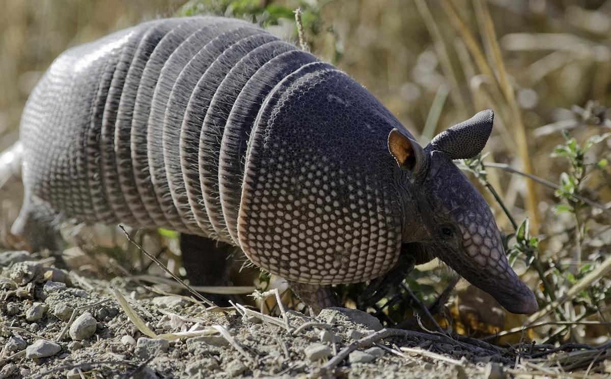 Don't Ever Cross That Road!: An Armadillo Story: Storad