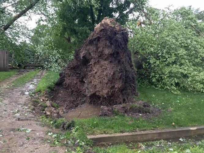 Tree Downed By May 26 Storms