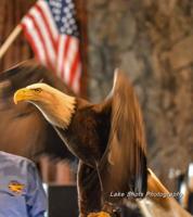 Experience Bald Eagles & Birds Of Prey At Lake Of The Ozarks Eagle Days, Jan. 5-6