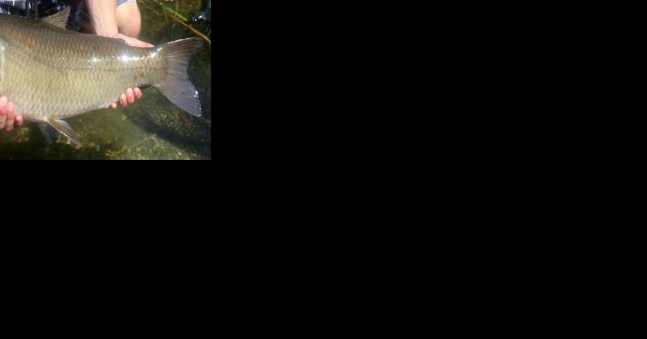 Buffalo At Lake Of The Ozarks? It's A Fish, And Anglers Who Know It, Love It - Vimarsana News