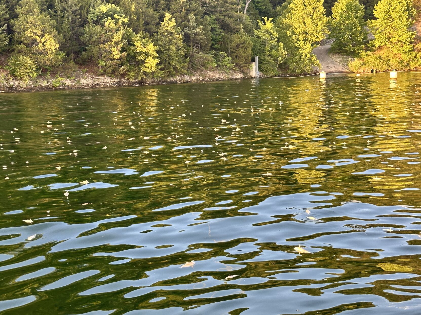 What's With All The Dead Fish At Lake Of The Ozarks? Here's What