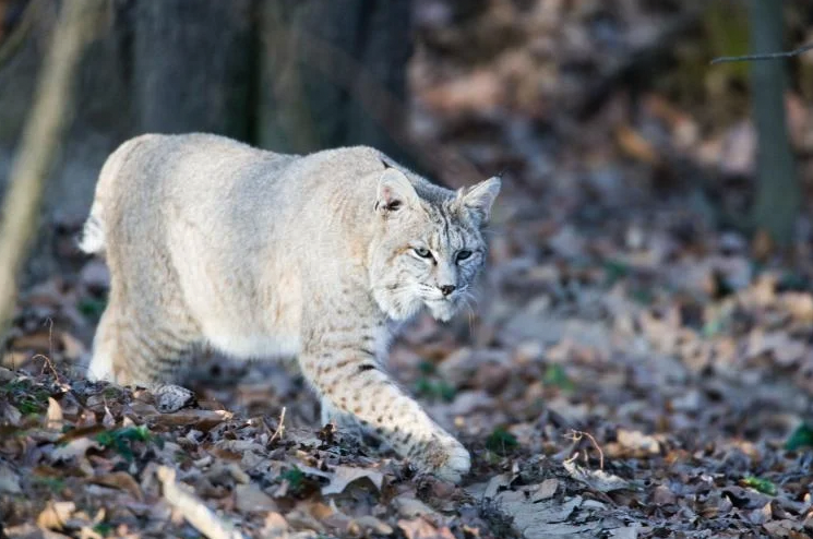 Bobcat