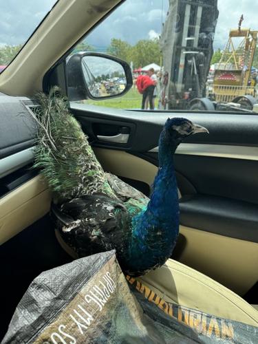 Peacock Headed Home Large.jpeg