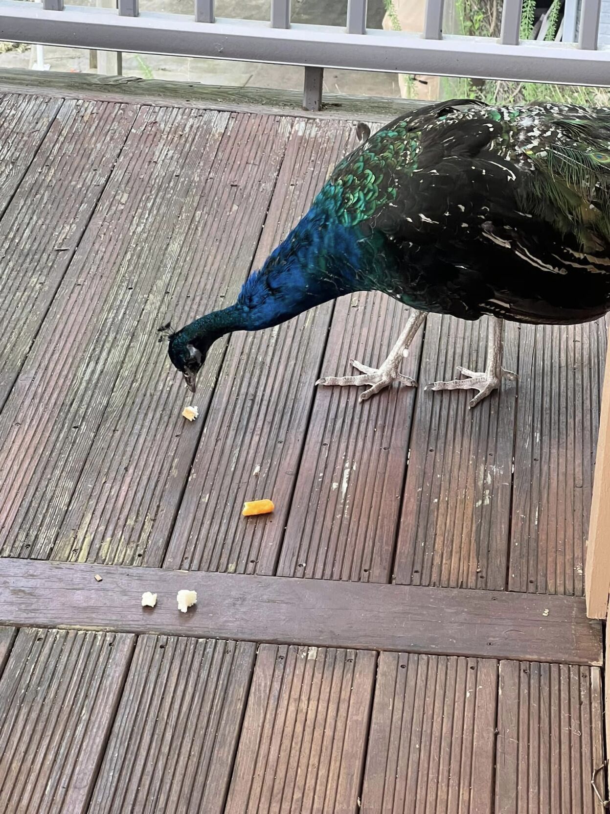 peacock on the deck - Facebook photo.jpeg