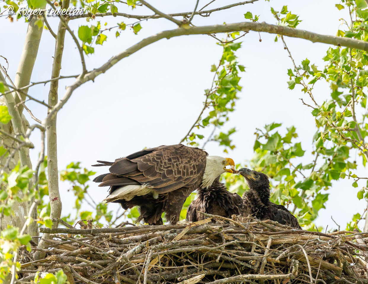 Bald Eagle Numbers Are On The Rise At Lake Of The Ozarks, And