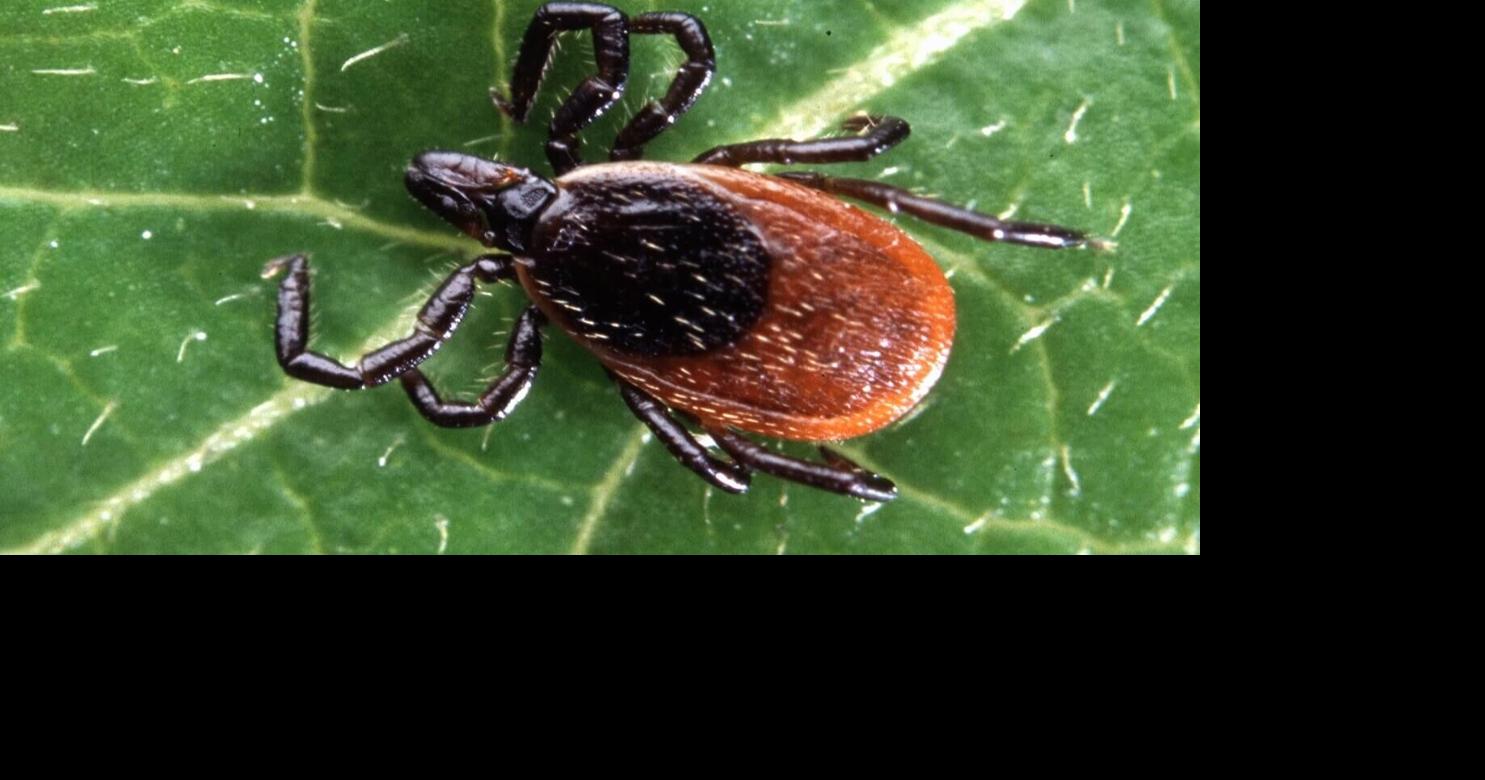 Bring Out Your Ticks! Missouri Conservation Asks Hunters To Mail In