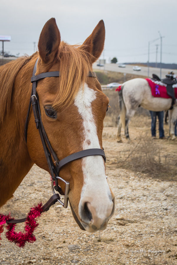 PHOTOS Lake Ozark Christmas Parade Lake of the Ozarks News