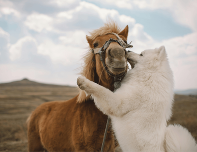 Dog hugging horse