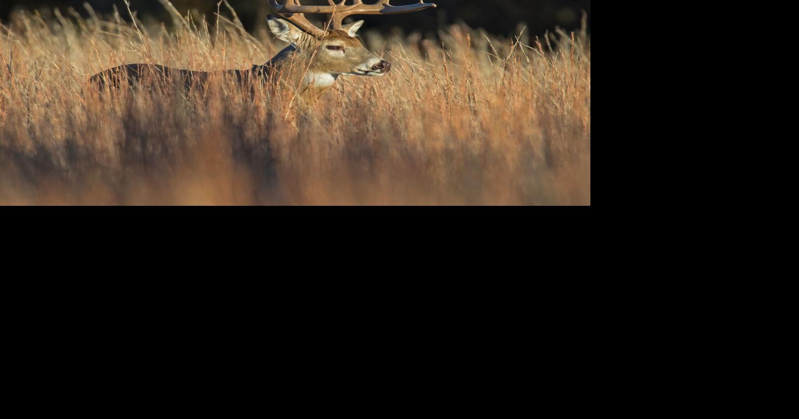 Missouri Deer Harvest Rebound: Hunters Bag 300,000+ This Season