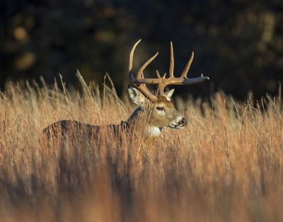 A White-tailed Deer Buck In Field
