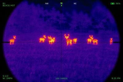 Deer on Thermal Scope