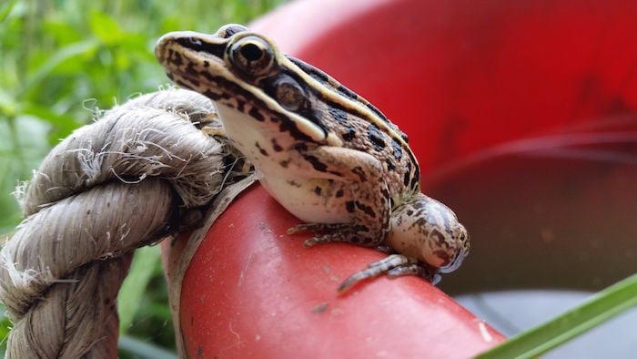 Leopard Frog In The Garden