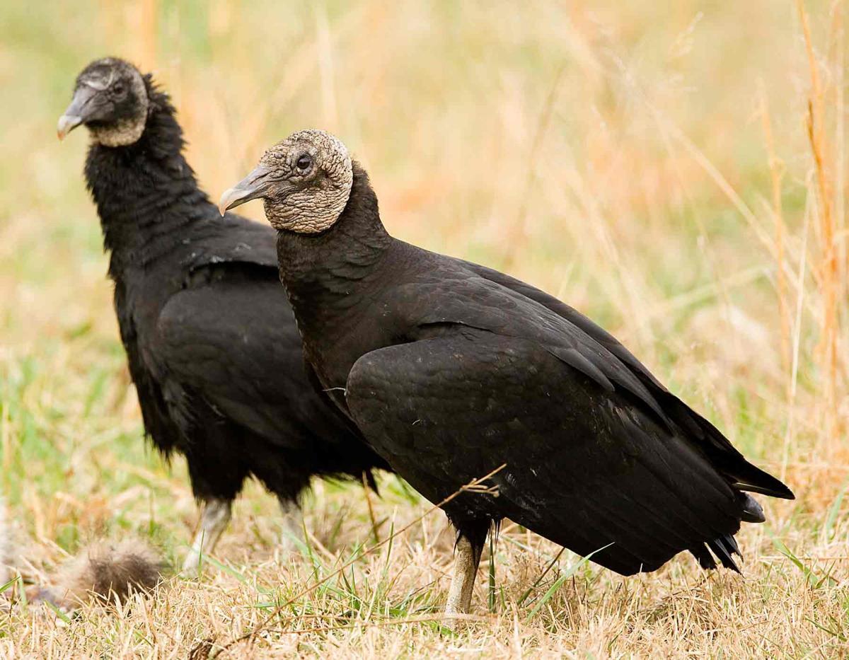 The surprising value and sorry fate of Zimbabwe's last vultures