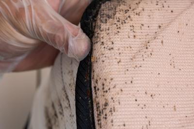 Bed Bug Markings On Bed Mattress