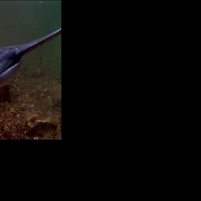 Paddlefish, aka 'Spoonbill' [VIDEO] | Lake of the Ozarks News ...