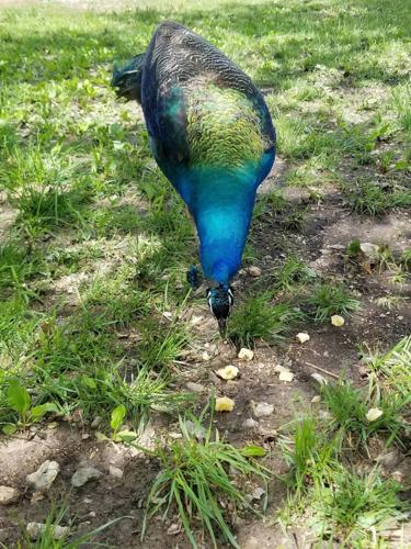 Akbar The Peacock Returns Home