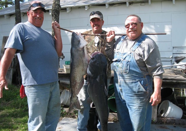 More Catfish